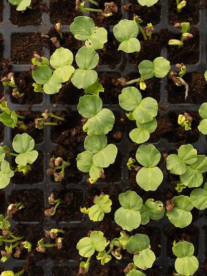 A top-down view of okra seedlings just beginning their journey. Seeing these first leaves, or cotyledons, emerge is always a magical moment.