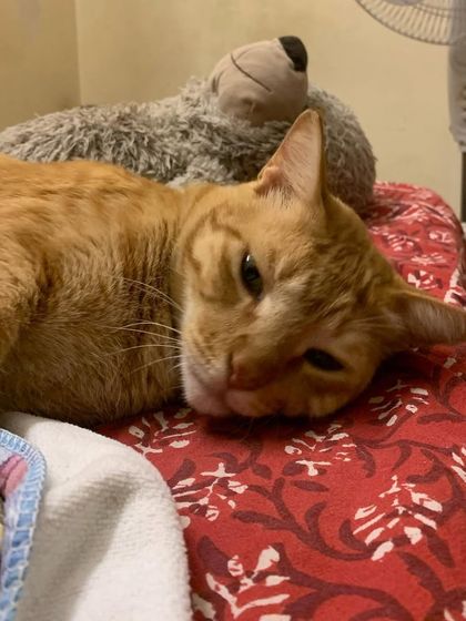 Ziggy was my partner-in-crime for a week. He's the best cuddle partner and loves watching anime with me.