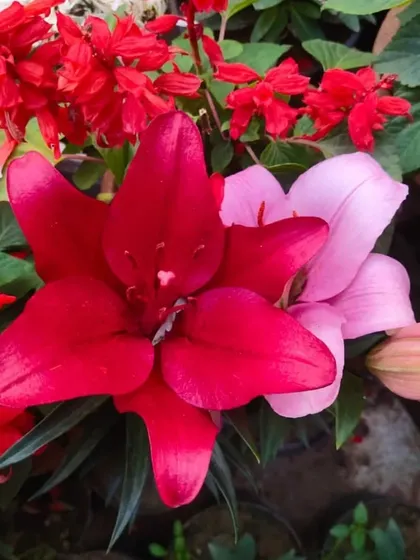 I love seeing these bright lilies bloom. I have a wide range of seasonal and classic flowering plants like these lilies to add a splash of color to your home or garden.