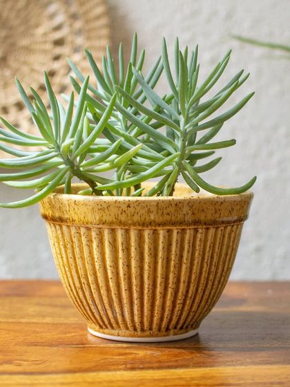 Thorny Affair - Pots & Planters Artisanal Ceramic Planters photo 49
