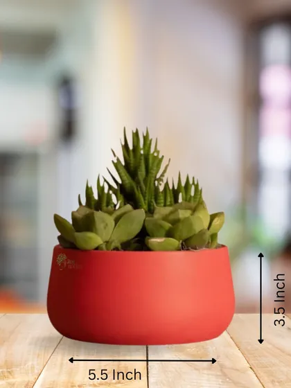 This photo provides the exact dimensions of the red metal planter, measuring 5.5 inches wide and 3.5 inches tall. This helps you choose the right size plant for a perfect fit.