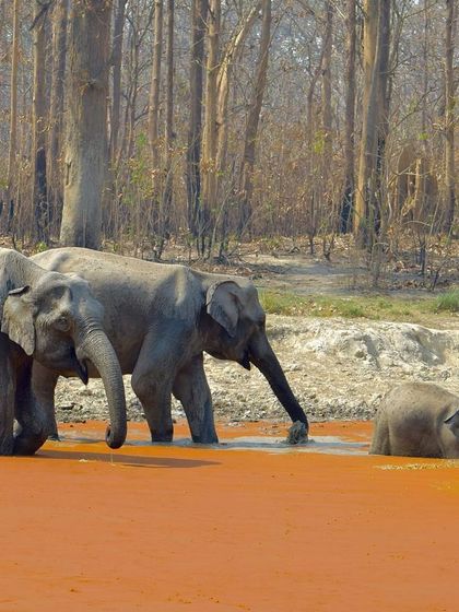 Manya Upadhyay - Travel & Documentary Photography Wildlife Encounters photo 18