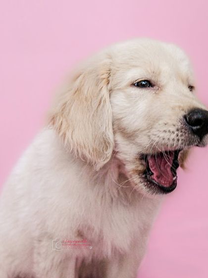 A sleepy puppy caught mid-yawn against a bright pink background. This adorable shot shows that even the simplest moments make for great studio portraits.