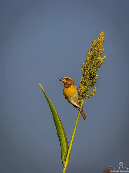 A male Black-breasted Weaver, with its distinct yellow cap, clings to a stalk of grain. This shot captures a typical behavior of this bird in its grassland habitat in Lucknow.