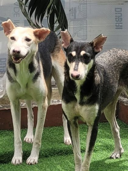 A pair of Indie friends. They are rescued dogs who are now part of our loving family.