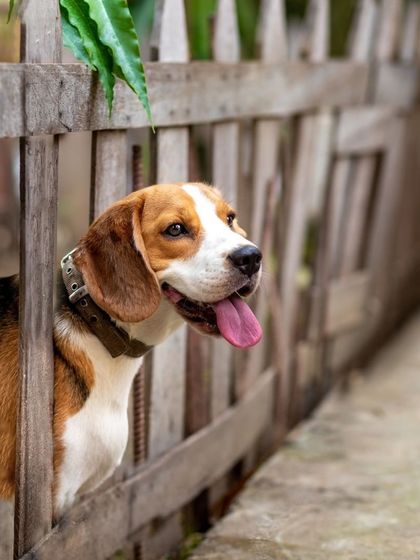 WoofWoof Stories - Pet & Family Photography Outdoor Adventures photo 21