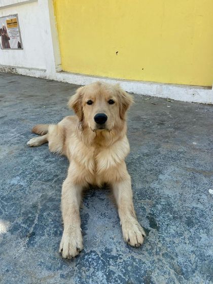 Such a calm and gentle expression. This is a dog that feels completely at ease.