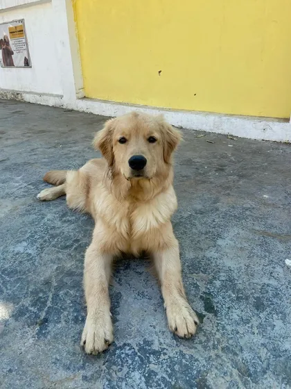 Such a calm and gentle expression. This is a dog that feels completely at ease.
