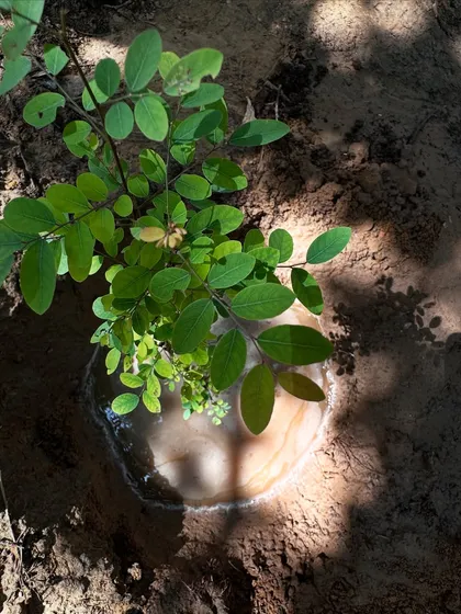 A newly planted sapling sits in a basin of water, its leaves catching the dappled sunlight. This simple image represents a new beginning for a small patch of the Aravalis.