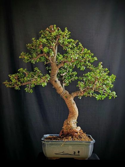 A Jade bonsai with a graceful, slanted trunk, set in a simple ceramic pot. This minimalist style is perfect for modern decor.