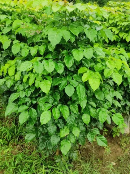 This bushy Radermachera (China Doll) plant is another example of the large, healthy specimens we provide for instant green coverage in homes and offices.