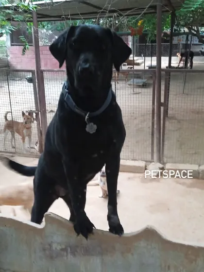 Meet Trixie, a confident and happy black lab surveying her kingdom. We welcome dogs of all breeds and personalities, from the shy observers to the playful leaders of the pack, ensuring everyone finds their comfortable spot.