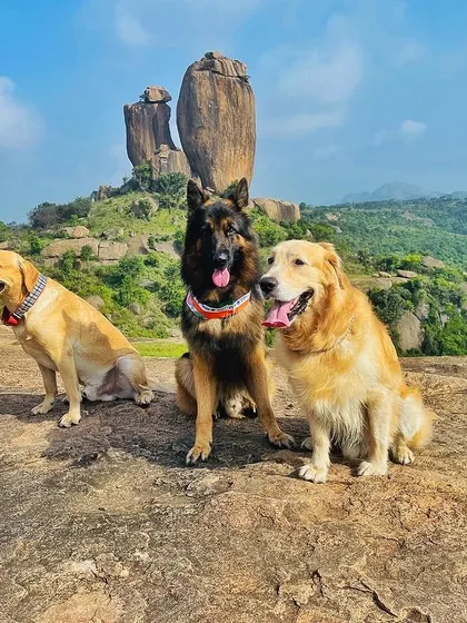 Our care isn't confined to our facility. We occasionally take our well-behaved, long-term boarders on scenic outings like this one. A German Shepherd, a Labrador, and a Golden Retriever are seen here enjoying a day off from training, exploring the beautiful landscape.