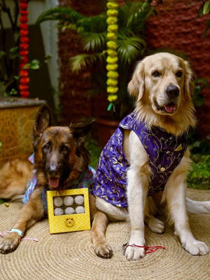 Best brothers celebrating Raksha Bandhan together! These two handsome dogs are dressed up and ready for their festive treats from our special doggy hampers.