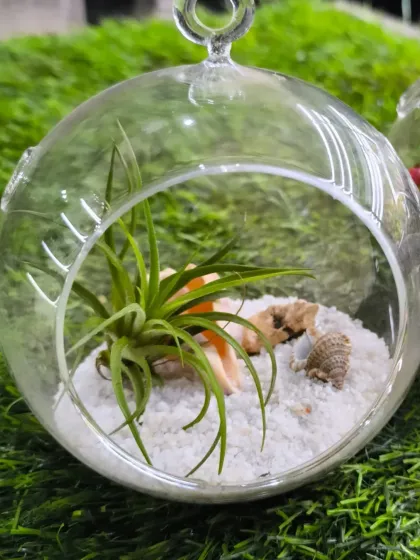 For Women's Day, we have a stunning array of plants to delight the special women in your life. From mini landscapes and terrariums to elegant potted plants, a green gift is a gift of life.