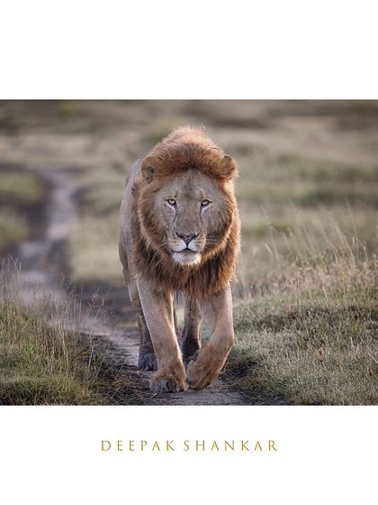 This fine art print captures the essence of a safari evening in Ndutu. The lion's determined stride and the warm, golden light make for a timeless and powerful image.