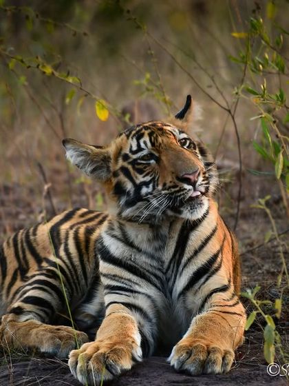 Big Cat Chronicles photo 4