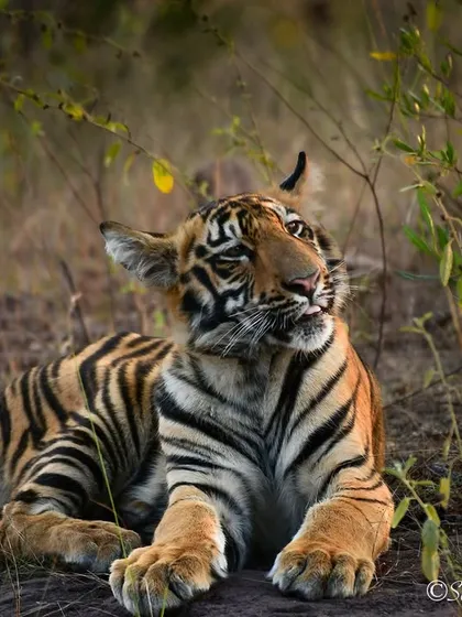 A young tiger cub, Veer, from Tadoba, showing off his playful side with his tongue out. These are the lighthearted moments that bring so much character to wildlife photography.