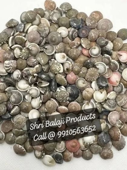 A collection of small, natural seashells. These are perfect for creating beach-themed gel candles, decorating soap tops, or embedding in resin art.