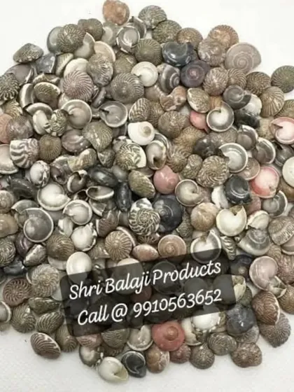 A collection of small, natural seashells. These are perfect for creating beach-themed gel candles, decorating soap tops, or embedding in resin art.