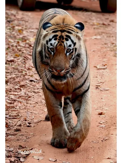 A head-on view of a tiger on its morning patrol. The way they move with such purpose is mesmerizing. You can feel the power in every step as it walks down the dirt track, completely at home in its kingdom.