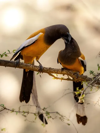 An intimate moment between a pair of Rufous Treepies, a behavior known as allopreening, or social grooming. This strengthens their bond.