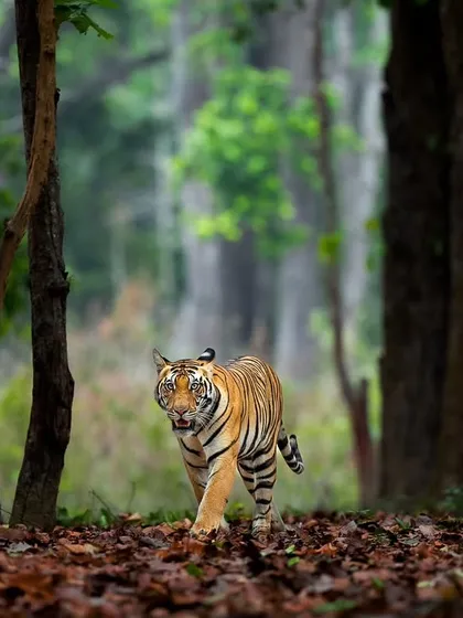 A tiger emerges from the dense Sal forest of Bandhavgarh, its stripes providing perfect camouflage.