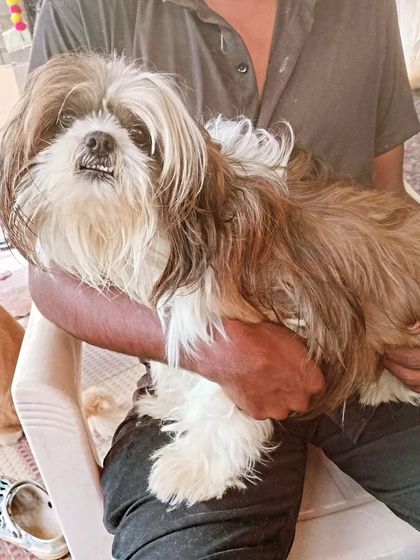 Gently holding a long-haired Shih Tzu before we begin the grooming. Building a calm connection is the first step.