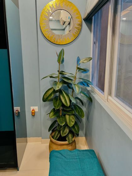This Ficus plant was part of a larger delivery of happiness. It looks right at home in this cozy corner, adding a touch of nature to the client's beautiful home.