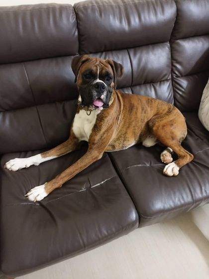 Loki making himself comfortable on the couch. This Boxer is looking for a family that will let him be a part of their lives. Contact us for adoption details.