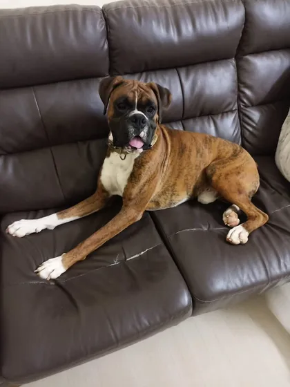 Loki making himself comfortable on a leather sofa. He is ready to be your loyal couch companion.