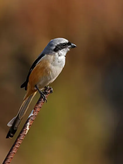 A Long-tailed Shrike perches on a rusty metal rod, an element of the human world intersecting with nature. The blurred background isolates the bird, drawing attention to its sharp profile.