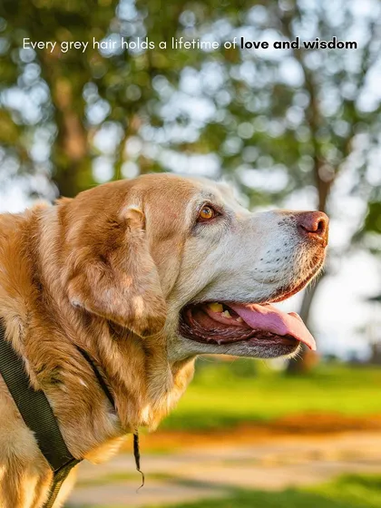 There's a special kind of wisdom in a senior dog's eyes. For Kumo's tribute session, we focused on capturing his gentle spirit in the warm, golden hour light. Every grey hair tells a story of love, and my goal is to honor that lifetime of companionship.