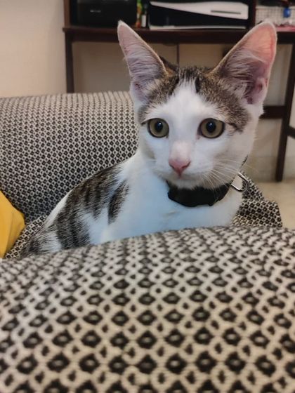 Joey sitting on a patterned chair, looking alert and curious. He is a wonderful cat waiting for the right person.