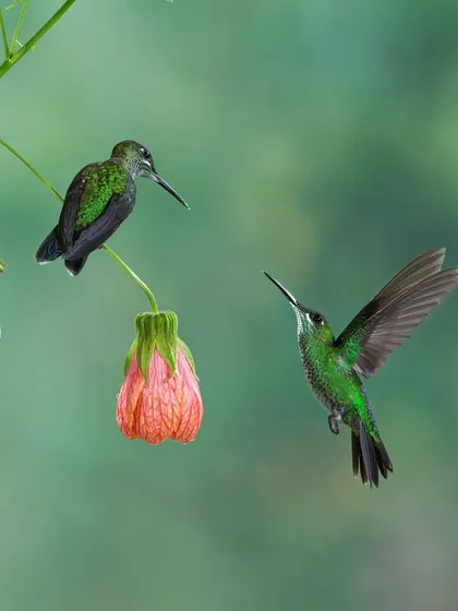 A Green-crowned Brilliant hummingbird hovers while another perches on a flower. This interaction shows the constant motion and competition for resources among these birds.