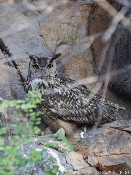 The boss has arrived. An Indian Eagle Owl in its rocky domain, its powerful presence and piercing orange eyes commanding respect.