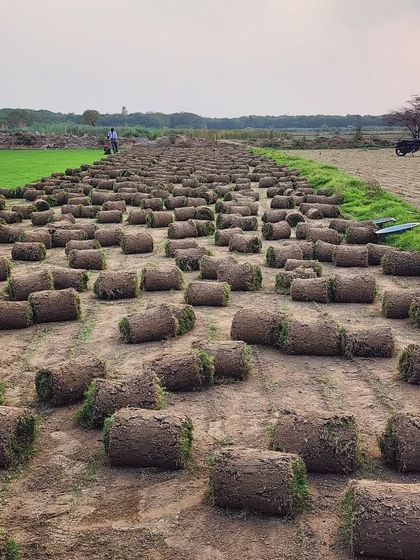 Delhi Gardner - Wholesale Plant & Turf Supply Natural Grass Turf: From Our Farm to Your Project photo 35