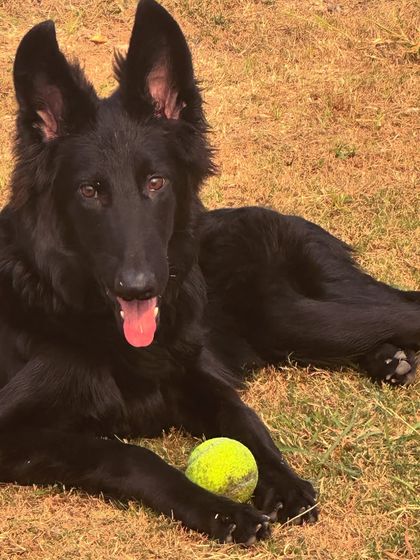 This is Shiva, a gentle soul we rescued from a breeder. He is now learning to play and just be a dog. Your support helps us care for brave hearts like him.