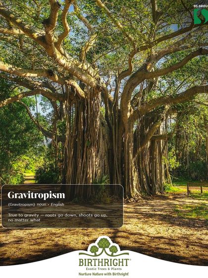 Did you know about Gravitropism? It's the natural rule that roots go down and shoots go up, no matter what. Plants are impressive, always staying grounded and reaching for the sky.