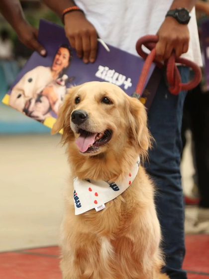 Zigly - Pet Supplies From Our Community: Happy Pets & Parents photo 37