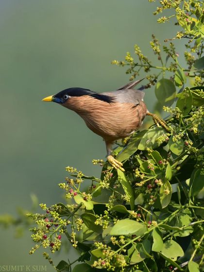 The Brahminy Starling in a more upright pose, showcasing its unique crest and intelligent eyes.
