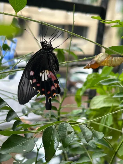 Our gardens are designed to be living ecosystems. By planting a native Curry Leaf tree, we provided a host for this Common Mormon butterfly to complete its life cycle. This is the heart of sustainable gardening: creating spaces that are good for you and for the planet.