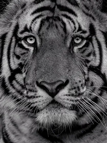 The soul of the tiger, captured in black and white. Removing color strips the image down to pure emotion, texture, and form. This intense portrait from Bandhavgarh shows the power of monochrome in wildlife photography, a technique I love teaching.