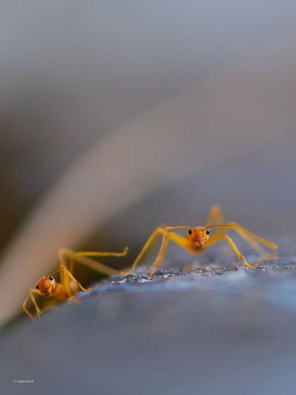 A macro shot of two Weaver Ants, their large eyes and translucent bodies captured in incredible detail. This image provides a fascinating look into the world of insects.