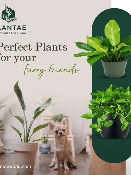 We believe in a green home that's safe for every member of your family, including the furry ones. We offer a wide selection of beautiful, non-toxic, pet-friendly plants, so you can create your urban jungle with complete peace of mind.