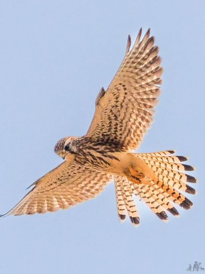 The Common Kestrel in its characteristic hunting pose, hovering in mid-air as it scans the ground for prey. Its fanned tail and wings are a beautiful sight.