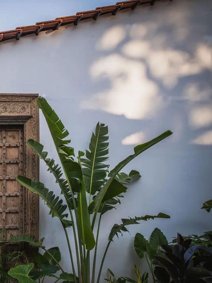 A detail of the architecture at Sanctuary Bar, showing the play of cloud shadows on a white wall next to a traditional carved wooden door and a large banana plant.