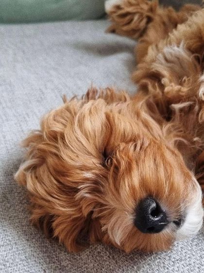 A close-up of a sleeping red puppy's face, showing their peaceful and content nature.