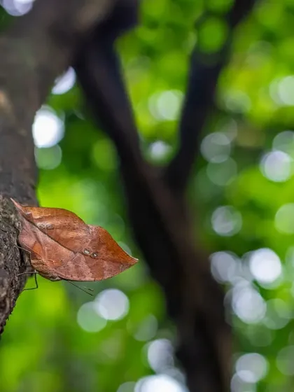 A wide-angle shot of a Sahyadri Blue Oakleaf butterfly camouflaged on a tree. From a distance, it's easily mistaken for a dry leaf, a crucial defense in the jungle.