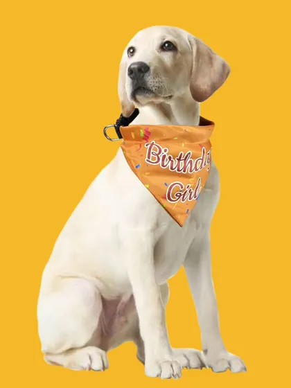 Make your pet's special day even more memorable with my fun birthday accessories. This "Birthday Girl" bandana is perfect for party photos.